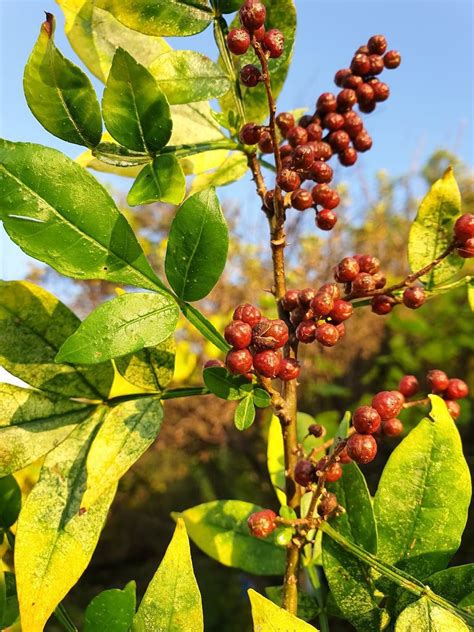 花椒树|花椒树养护及修剪指南 